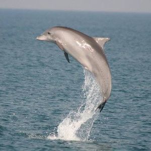 Meet your Posher, Vernia